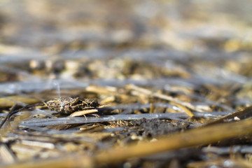 Beautiful textural wallpaper with straw and hay. Stock background, photo