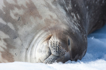 sleeping weddell seal in antarctic peninsula
