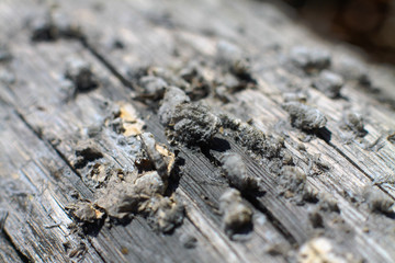 Beautiful old grunge wood texture. retro material painted with peeled paint. Stock background, photo