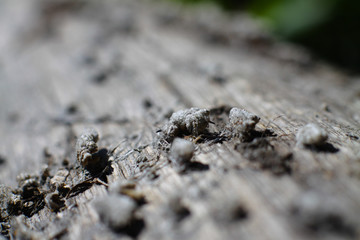 Beautiful old grunge wood texture. retro material painted with peeled paint. Stock background, photo