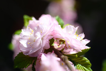 Spring flowering of apple and pear trees in the garden. Gardening and farm trees. white and pink flowers Stock background, photo