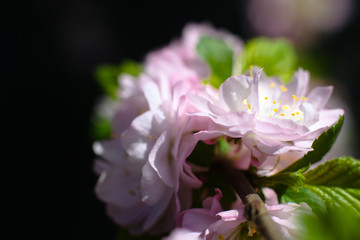 Spring flowering of apple and pear trees in the garden. Gardening and farm trees. white and pink flowers Stock background, photo
