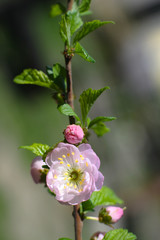 Spring flowering of apple and pear trees in the garden. Gardening and farm trees. white and pink flowers Stock background, photo