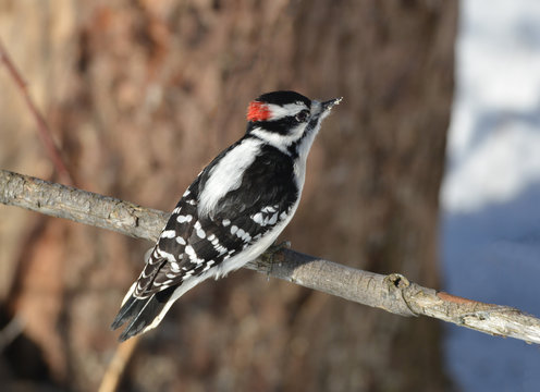 Downey woodpecker male