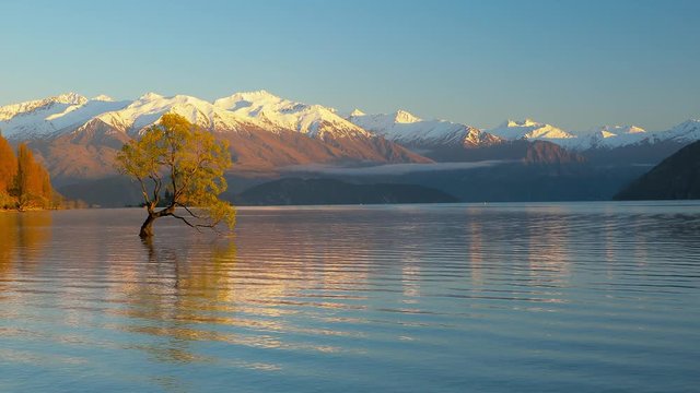 The Lonely tree of Lake Wanaka and snowy Buchanan Peaks, South Island, New Zealand