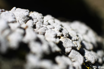 Abstract natural background. Texture for decor