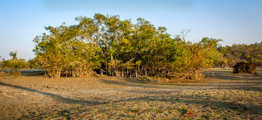 Fototapeta premium Jungle