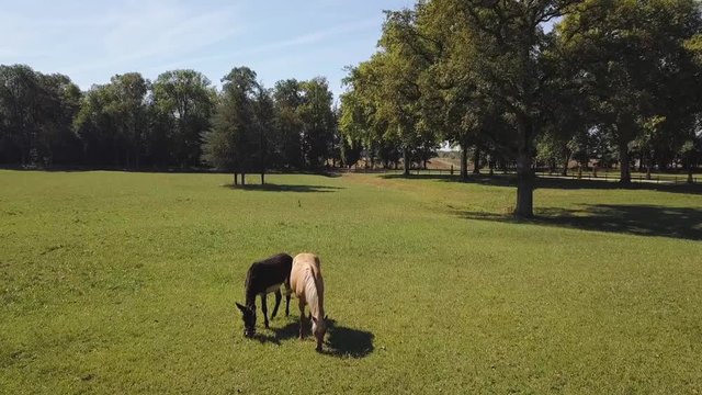 Aerial drone footage of horses in a large field.