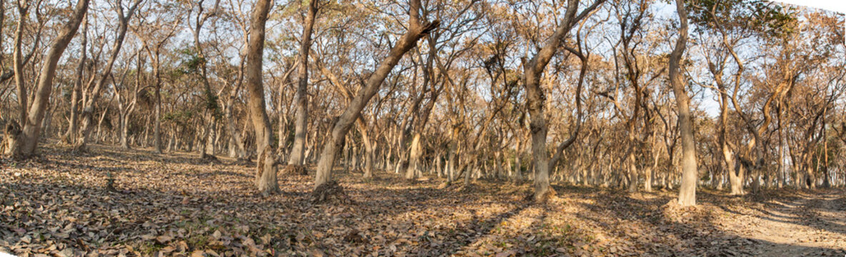Jungle of assam