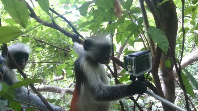 Wild animals in their natural habitat. Monkey red colobus touches the video camera, the island of Zanzibar Tanzania.