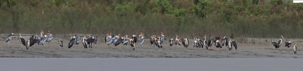 Fototapeta premium birds gang