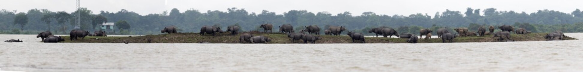 Wild animal in flood water