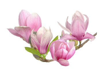 pink magnolia