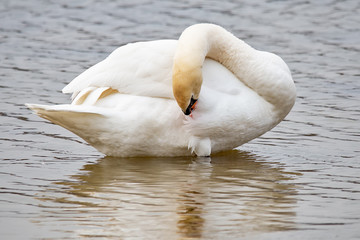 Mute swan (Cygnus olor) cleaning its feathers