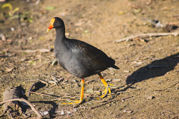 Dusky Moorhen