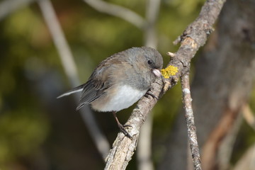 Dark Eyed Junco