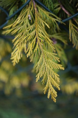 tree, green, branch, nature, pine, fir, plant, christmas, forest, spruce, needle, evergreen, needles, coniferous, new, spring, season, closeup, twig, macro, leaf, young, 