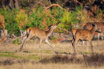 Red deer young fawn, cervus elaphus, playing