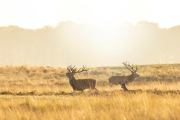 Fototapeta na wymiar Herd of red deer cervus elaphus rutting and roaring during sunset
