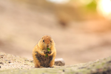 Black-tailed prairie dog Cynomys ludovicianus eating vegtables