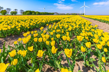 Colorful yellow Dutch tulips in a flower field and a windmill in Holland
