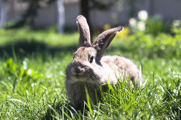 Beautiful cute rabbit on a green summer meadow. Hare walking on nature in the grass. Stock photo with domestic fish