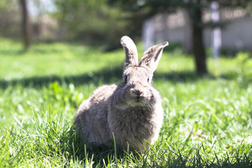 Beautiful cute rabbit on a green summer meadow. Hare walking on nature in the grass. Stock photo with domestic fish