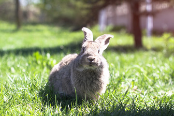 Beautiful cute rabbit on a green summer meadow. Hare walking on nature in the grass. Stock photo with domestic fish