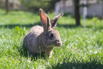 Beautiful cute rabbit on a green summer meadow. Hare walking on nature in the grass. Stock photo with domestic fish