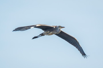 Great blue heron Ardea herodias flying