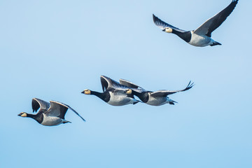 Canadian goose Branta canadensis in flight migrating