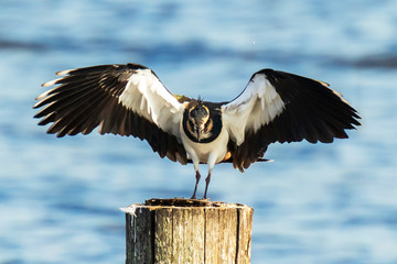 Closeup of a northern lapwing, Vanellus vanellus, bird in flight