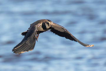 Closeup of a northern lapwing, Vanellus vanellus, bird in flight