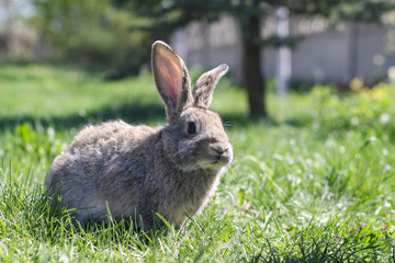 Beautiful cute rabbit on a green summer meadow. Hare walking on nature in the grass. Stock photo with domestic fish