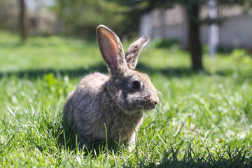 Beautiful cute rabbit on a green summer meadow. Hare walking on nature in the grass. Stock photo with domestic fish