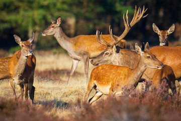 Red deer cervus elaphus stag chasing does during rutting season