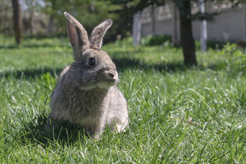 Beautiful cute rabbit on a green summer meadow. Hare walking on nature in the grass. Stock photo with domestic fish
