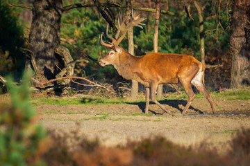 Male red deer, cervus elaphus, during rutting season