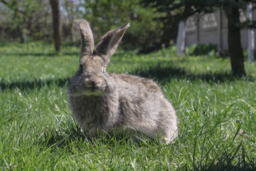 Beautiful cute rabbit on a green summer meadow. Hare walking on nature in the grass. Stock photo with domestic fish