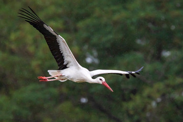 Stork Ciconia ciconia in flight