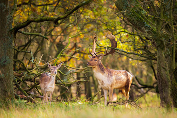 Fallow deer Dama Dama stag in Autumn