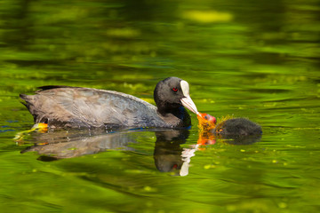 Eurasian coot, Fulica atra, feeding a juvenile chick