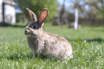 Beautiful cute rabbit on a green summer meadow. Hare walking on nature in the grass. Stock photo with domestic fish