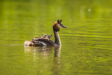 Closeup of a Great crested grebe Podiceps cristatus with chicks on her back
