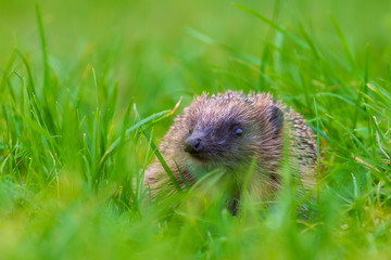 Hedgehog Erinaceus europaeus in search for food