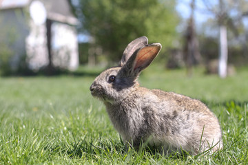 Beautiful cute rabbit on a green summer meadow. Hare walking on nature in the grass. Stock photo with domestic fish