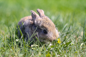 Beautiful cute rabbit on a green summer meadow. Hare walking on nature in the grass. Stock photo with domestic fish