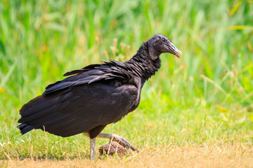 Closeup of a American black vulture Coragyps atratus walking and foraging in a green meadow