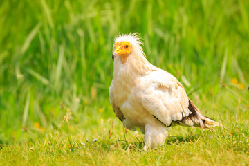 Egyptian vulture (Neophron percnopterus) bird of prey, closeup in a green meadow
