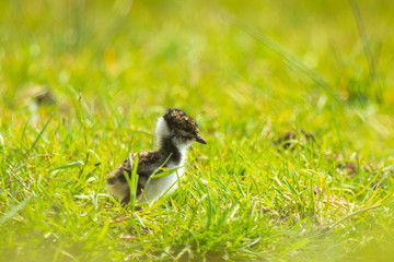 Northern lapwing Vanellus vanellus small juvenile chick exploring a meadow